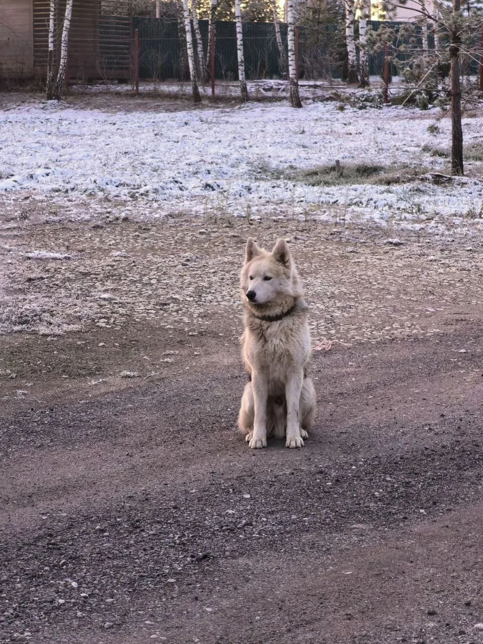Найдена собака в Домодедове — фото питомца