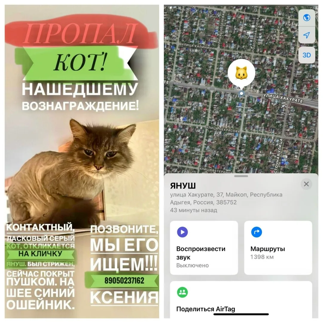 Пропала кошка в Майкопе — фото питомца
