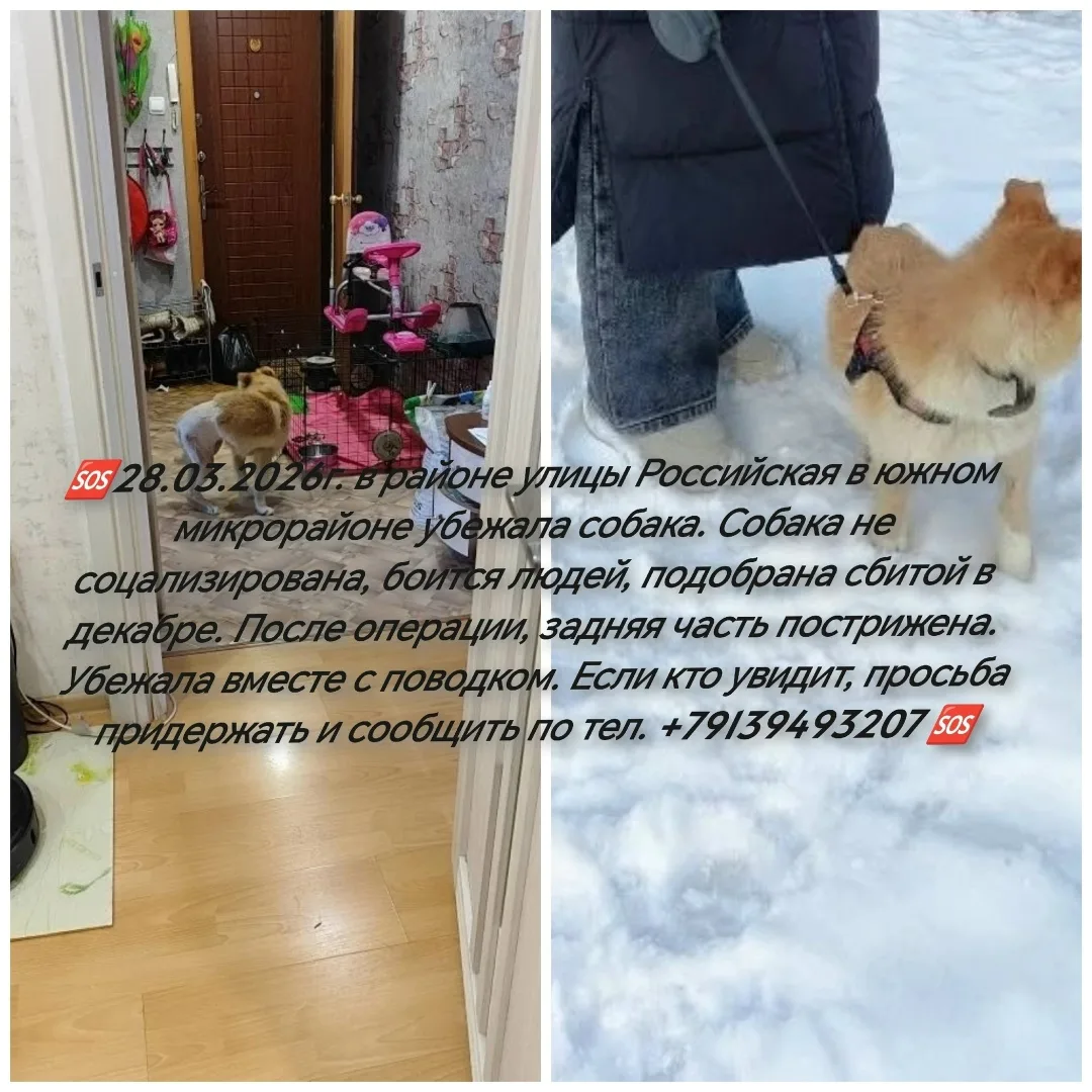 Пропала собака в Бердске — фото питомца