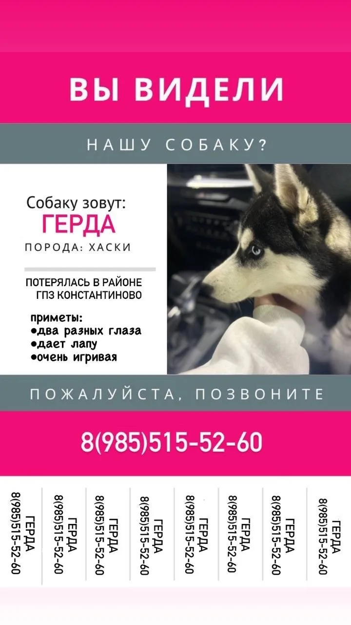 Пропала собака в Домодедове — фото питомца
