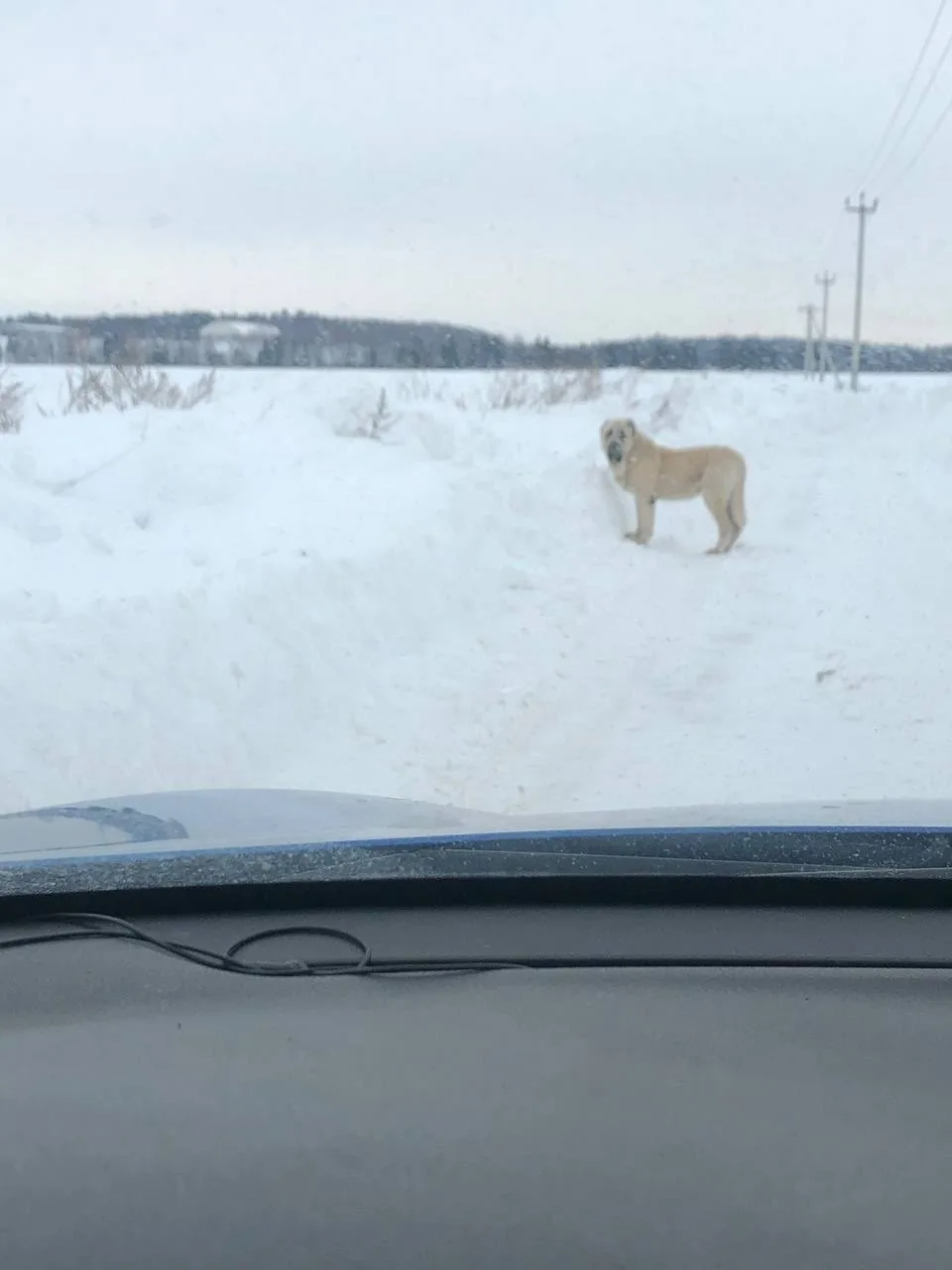 Пропала собака в Домодедове — фото питомца