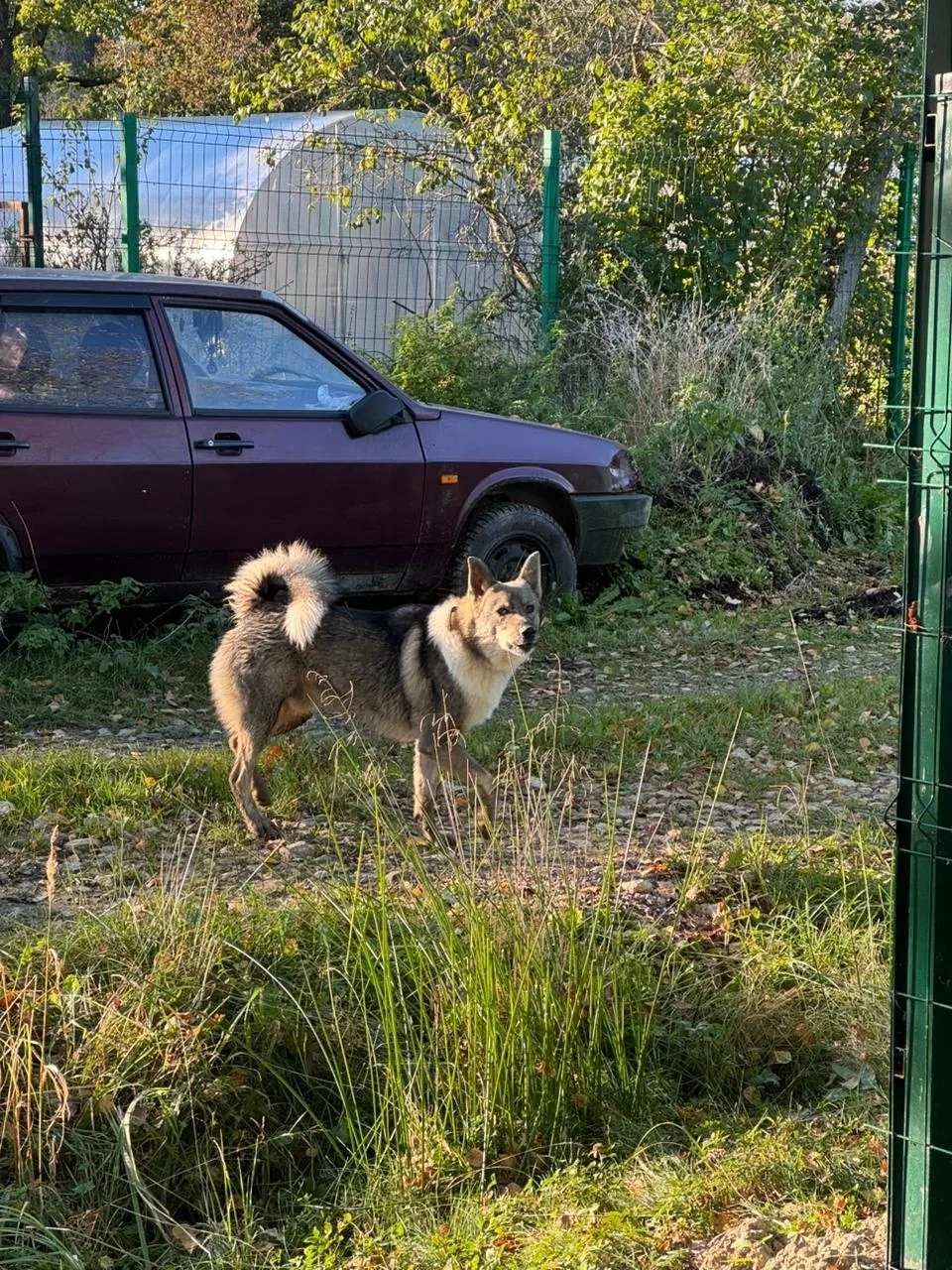 Пропала собака в Гатчине — фото питомца