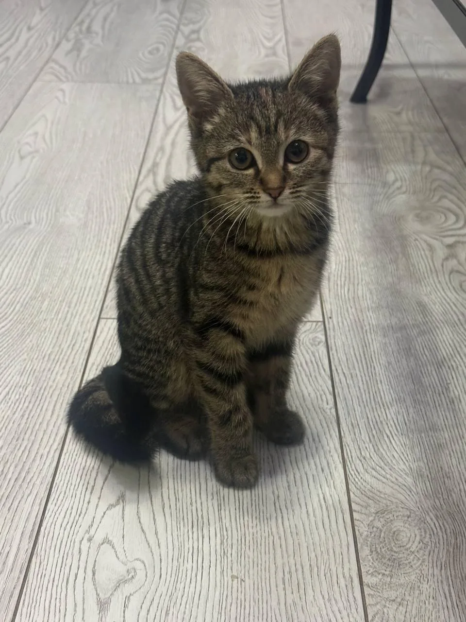 Найдена кошка в Майкопе — фото питомца