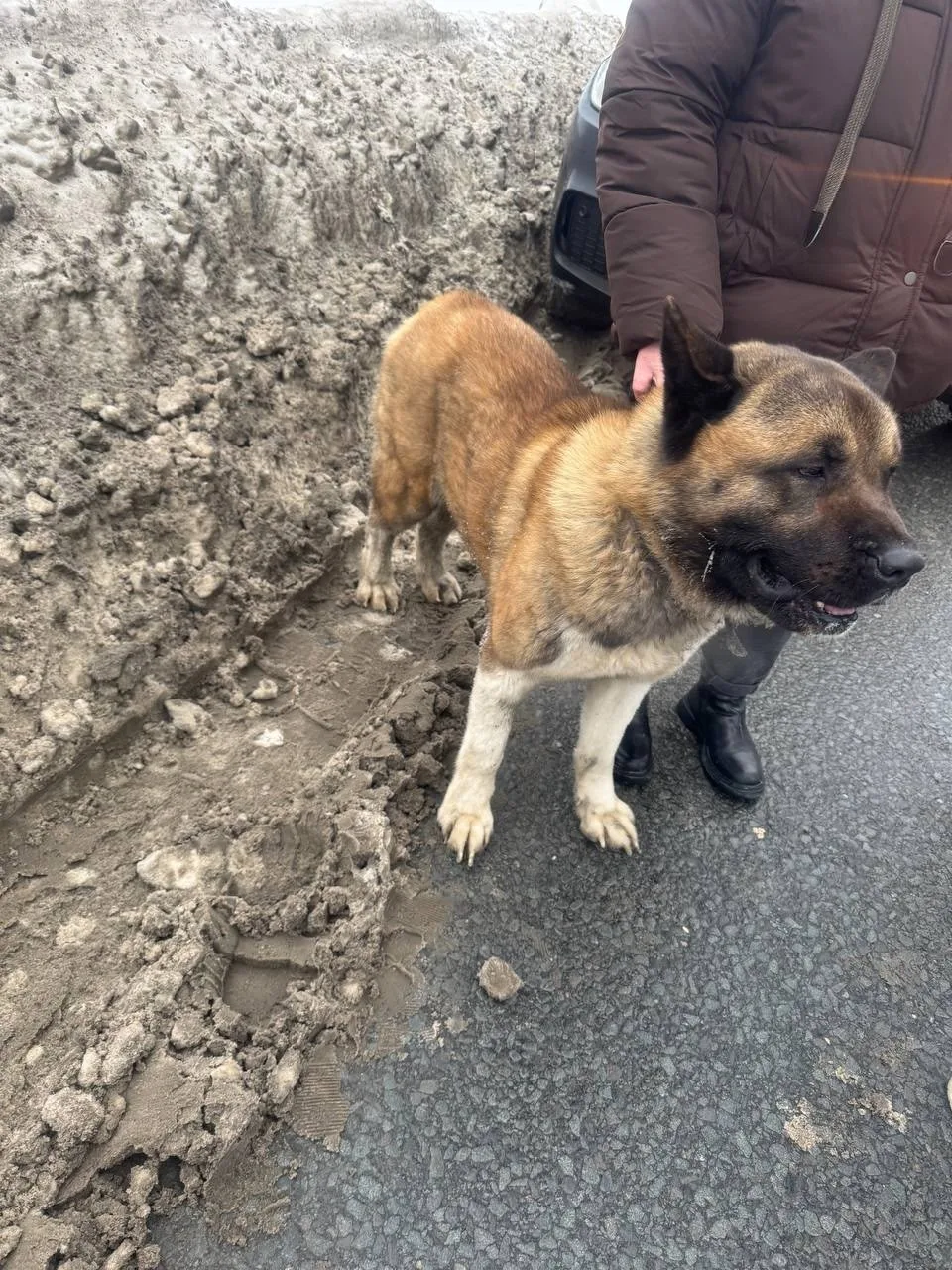 Пропала собака в Домодедове — фото питомца