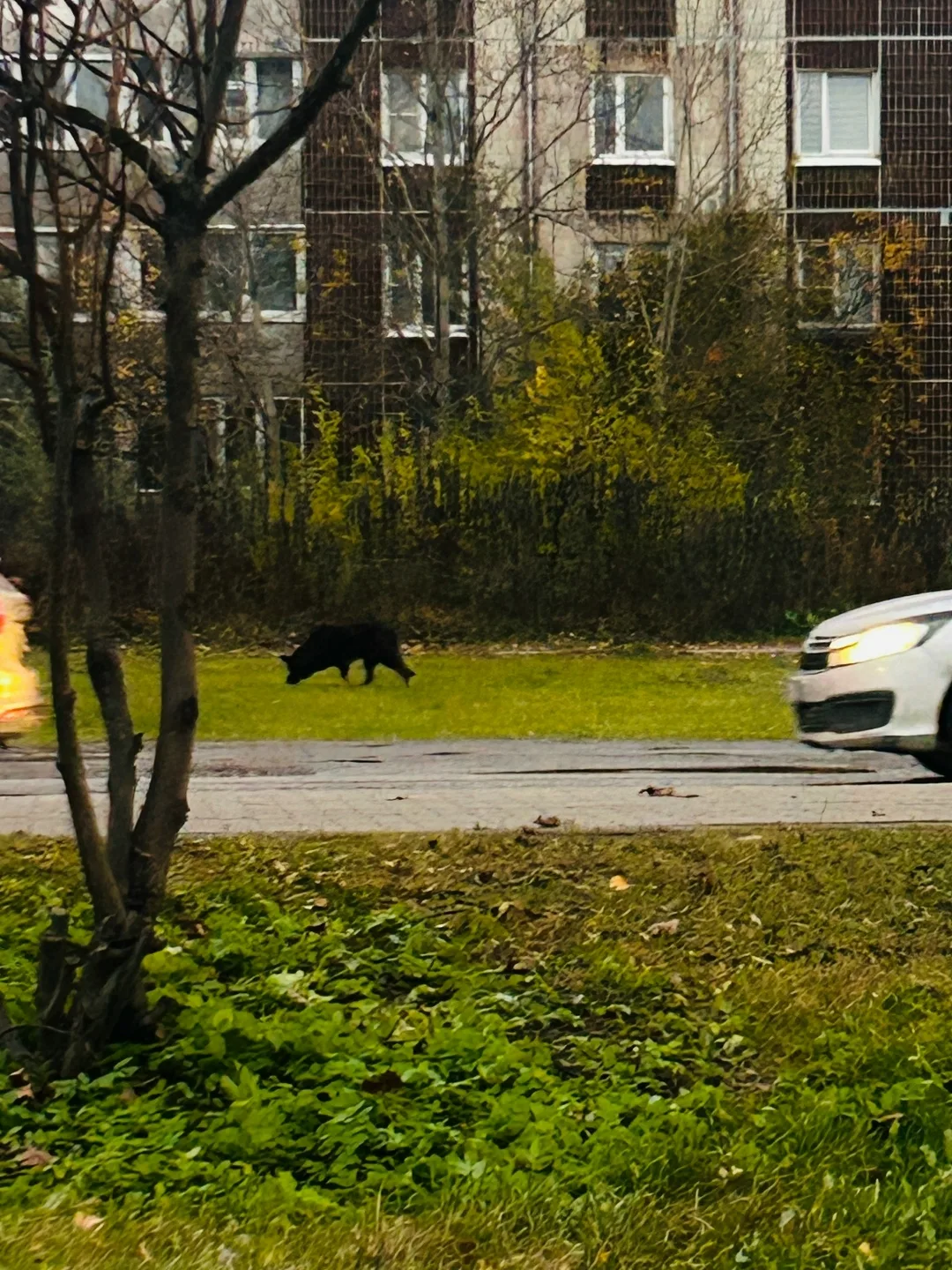 Пропала собака в Гатчине — фото питомца