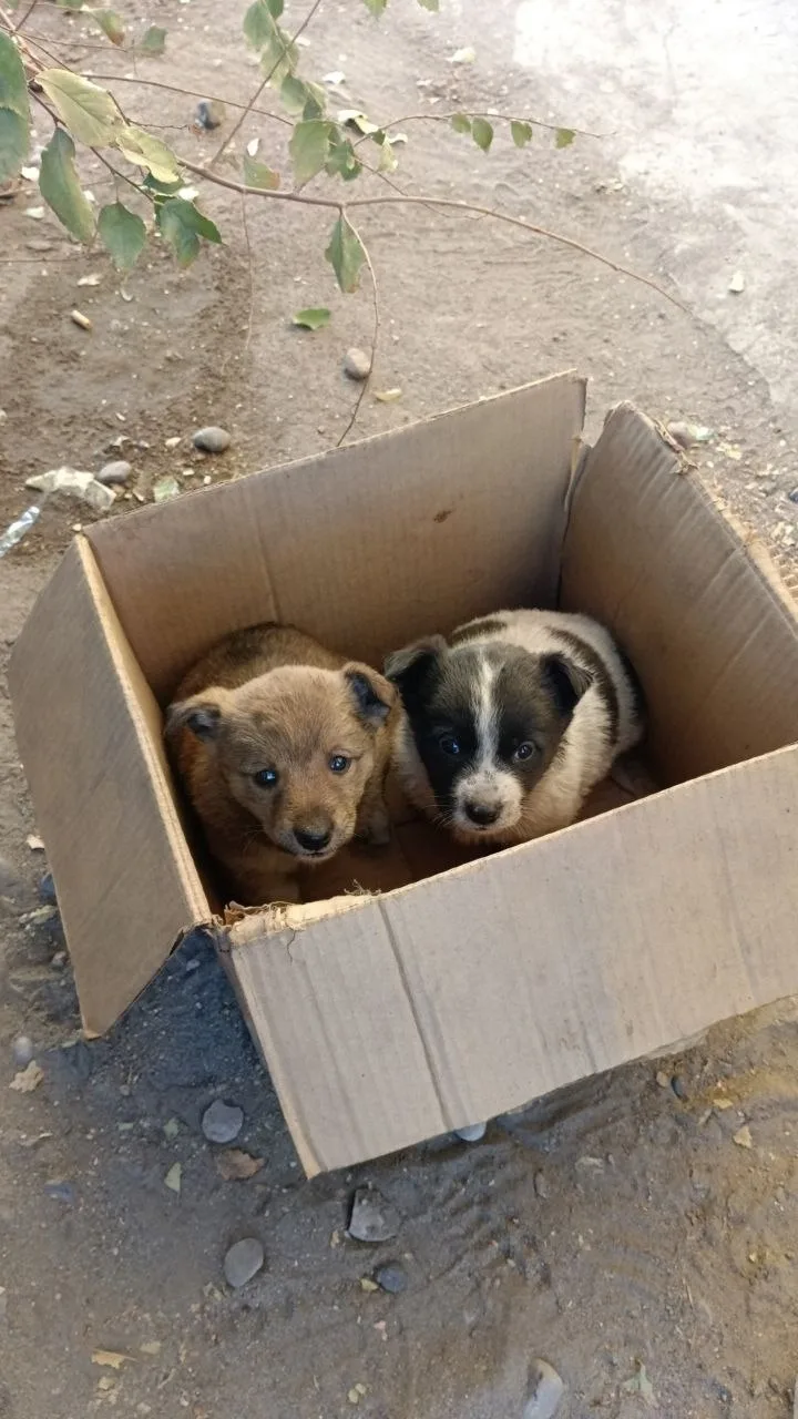 Найдена собака в Домодедове — фото питомца