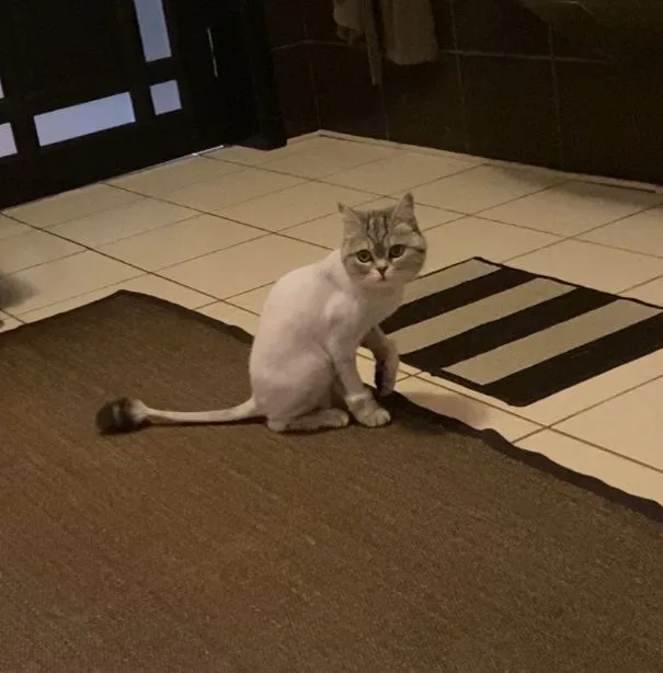 Найдена кошка в Майкопе — фото питомца