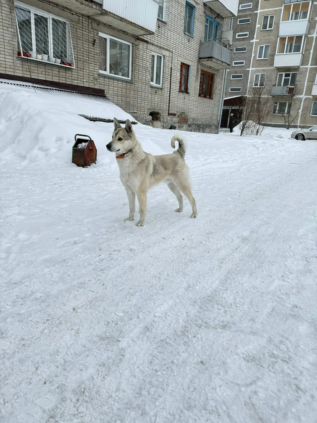 Пропала собака в Бердске — фото питомца