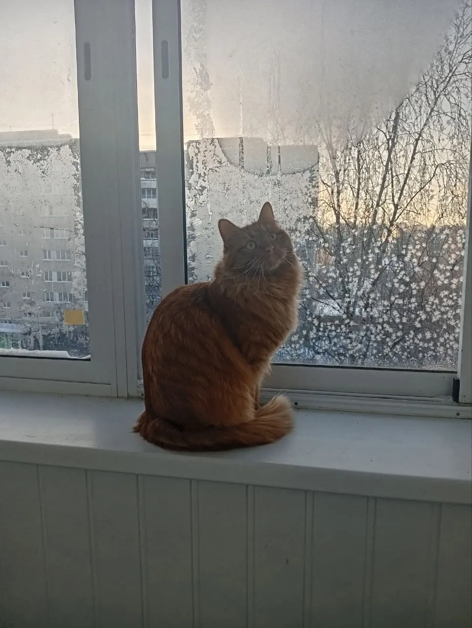 Пропала кошка в Домодедове — фото питомца