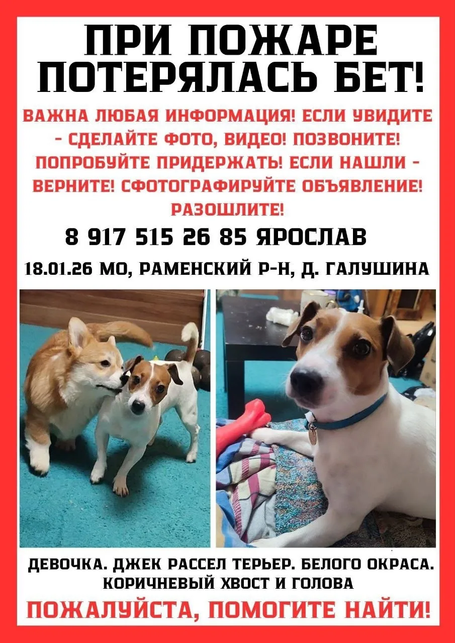 Пропала собака в Домодедове — фото питомца