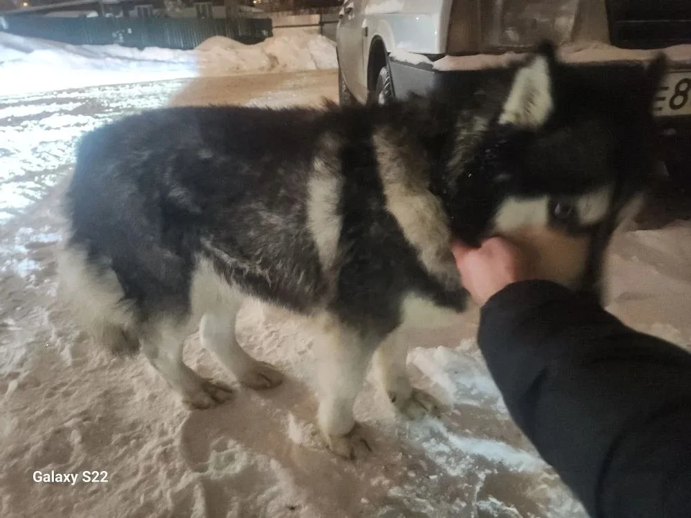 Найдена собака в Домодедове — фото питомца