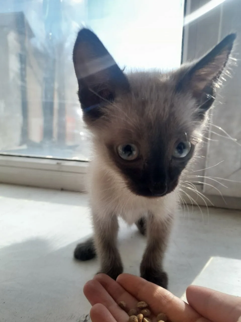 Найдена кошка в Домодедове — фото питомца