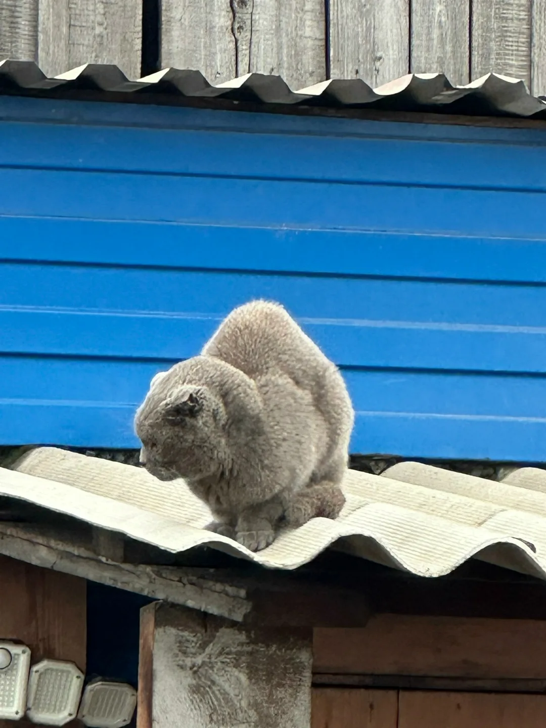 Найдена кошка в Домодедове — фото питомца