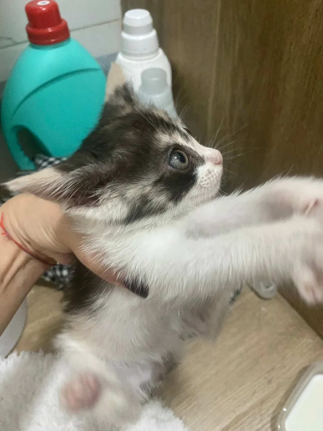 Найдена кошка в Домодедове — фото питомца