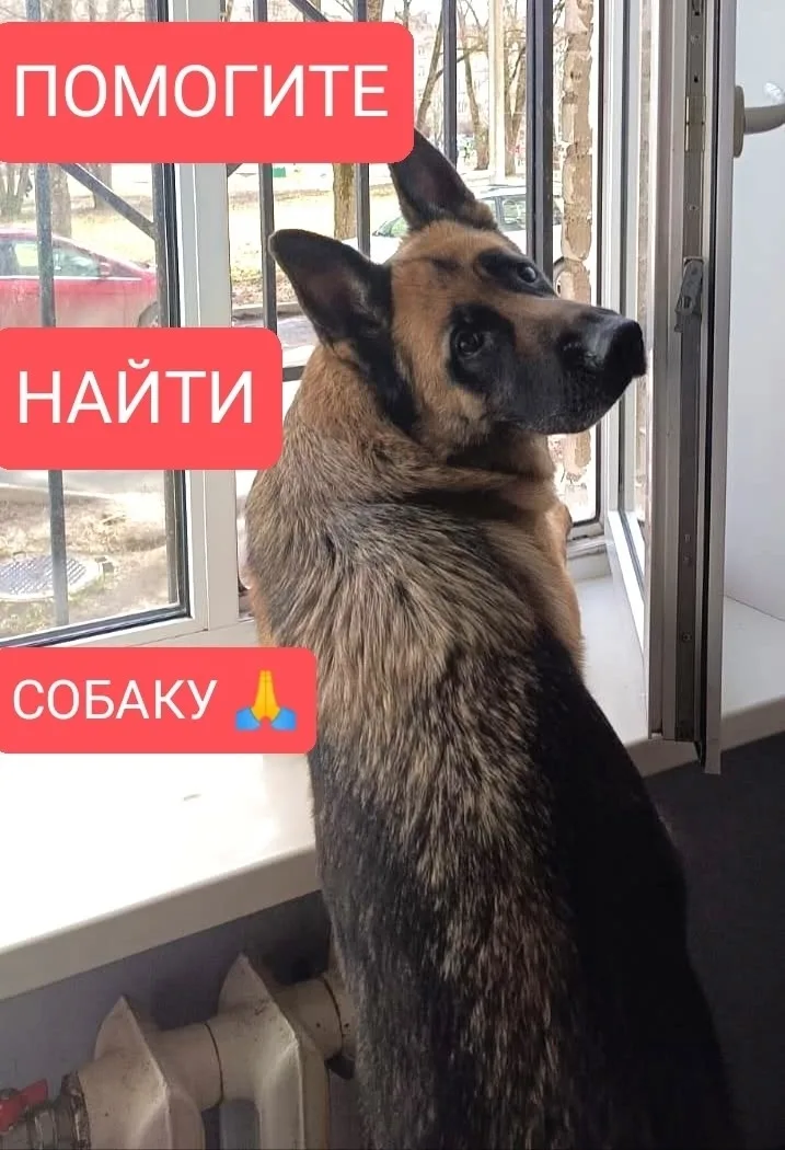 Пропала собака в Гатчине — фото питомца