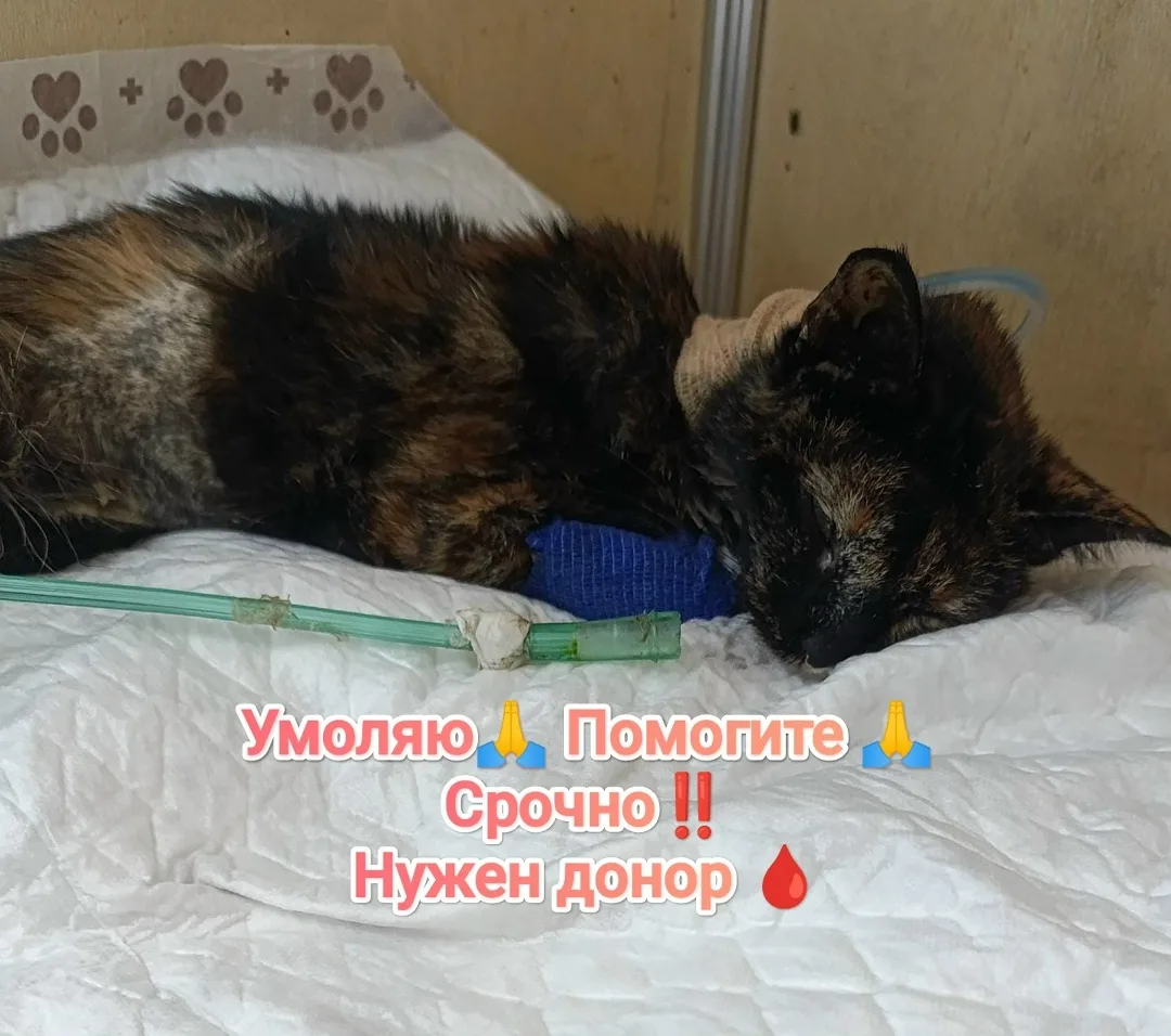 Найдена кошка в Майкопе — фото питомца