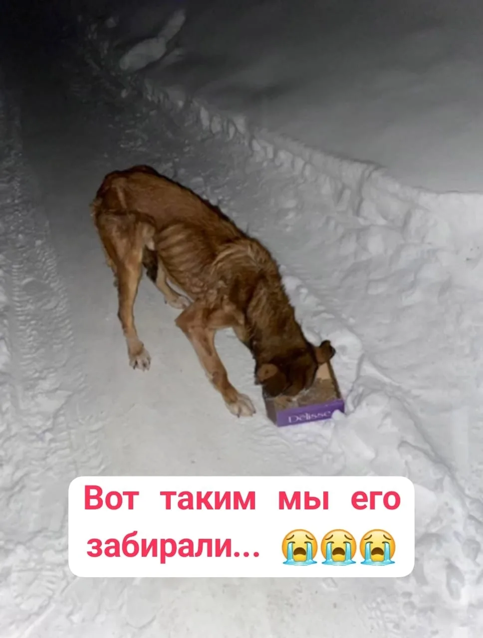 Пропала собака в Бердске — фото питомца