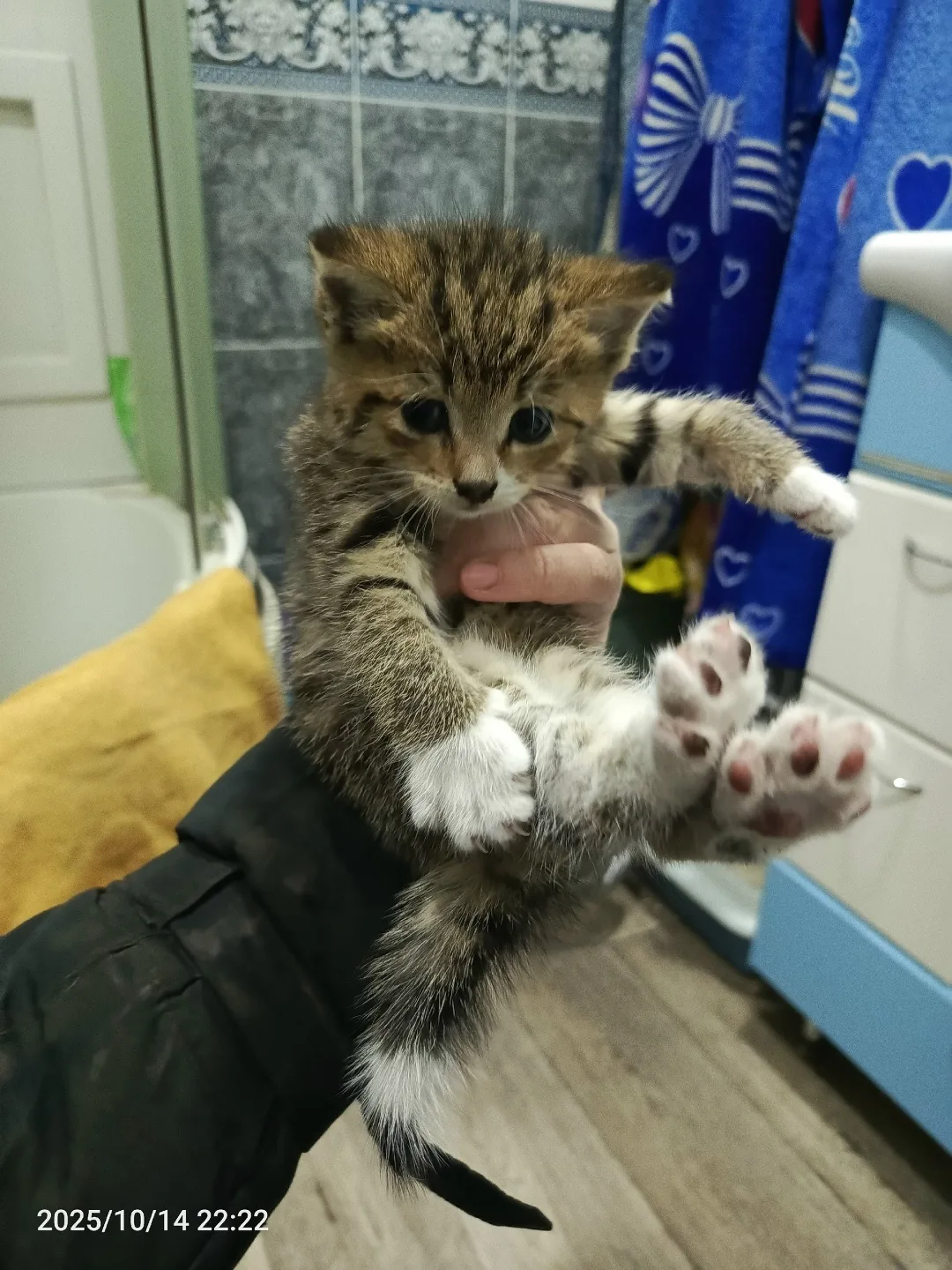 Найдена кошка в Сургуте — фото питомца