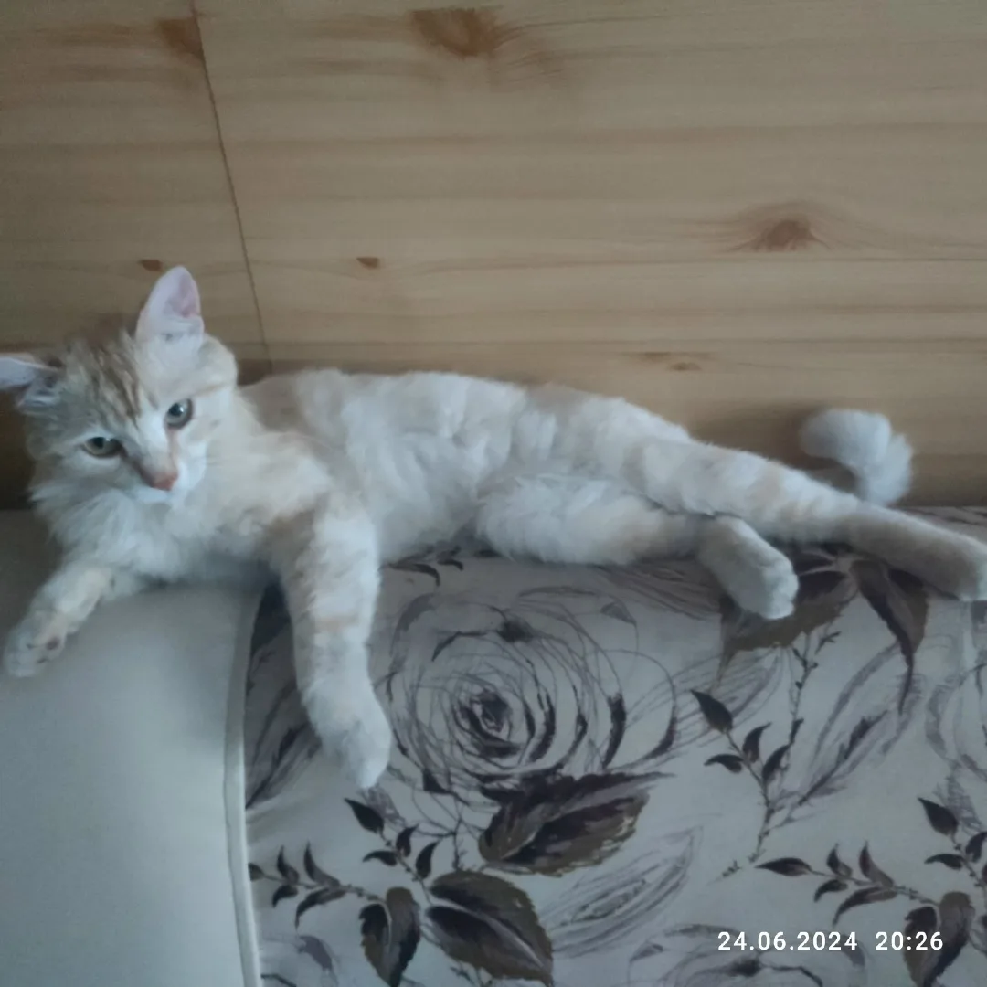 Пропала кошка в Сургуте — фото питомца