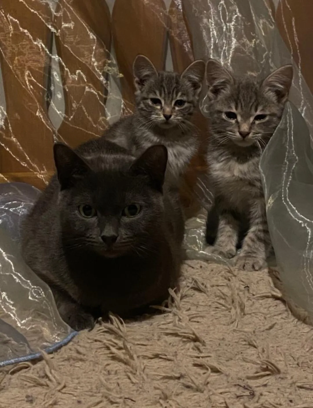 Найдена кошка в Майкопе — фото питомца