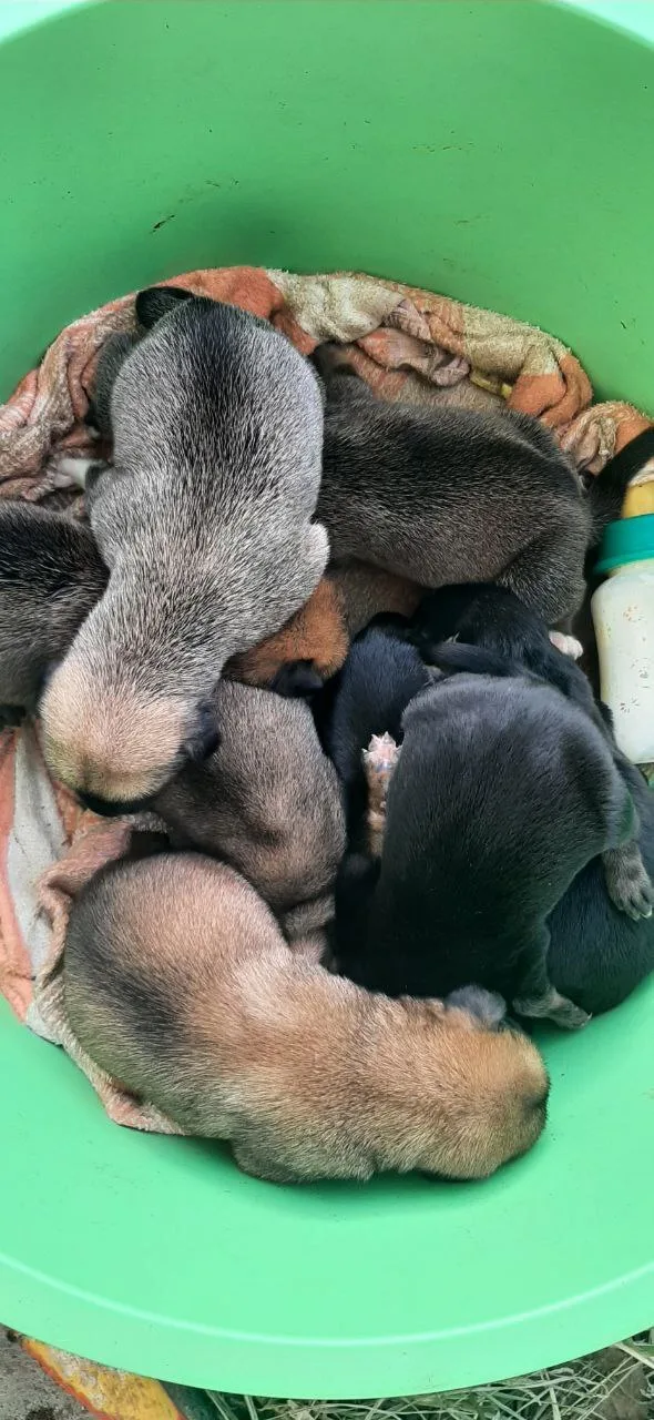 Пропала собака в Майкопе — фото питомца