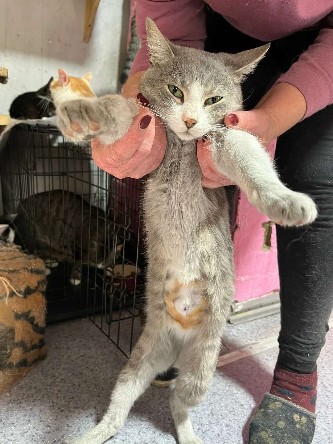 Найдена кошка в Домодедове — фото питомца
