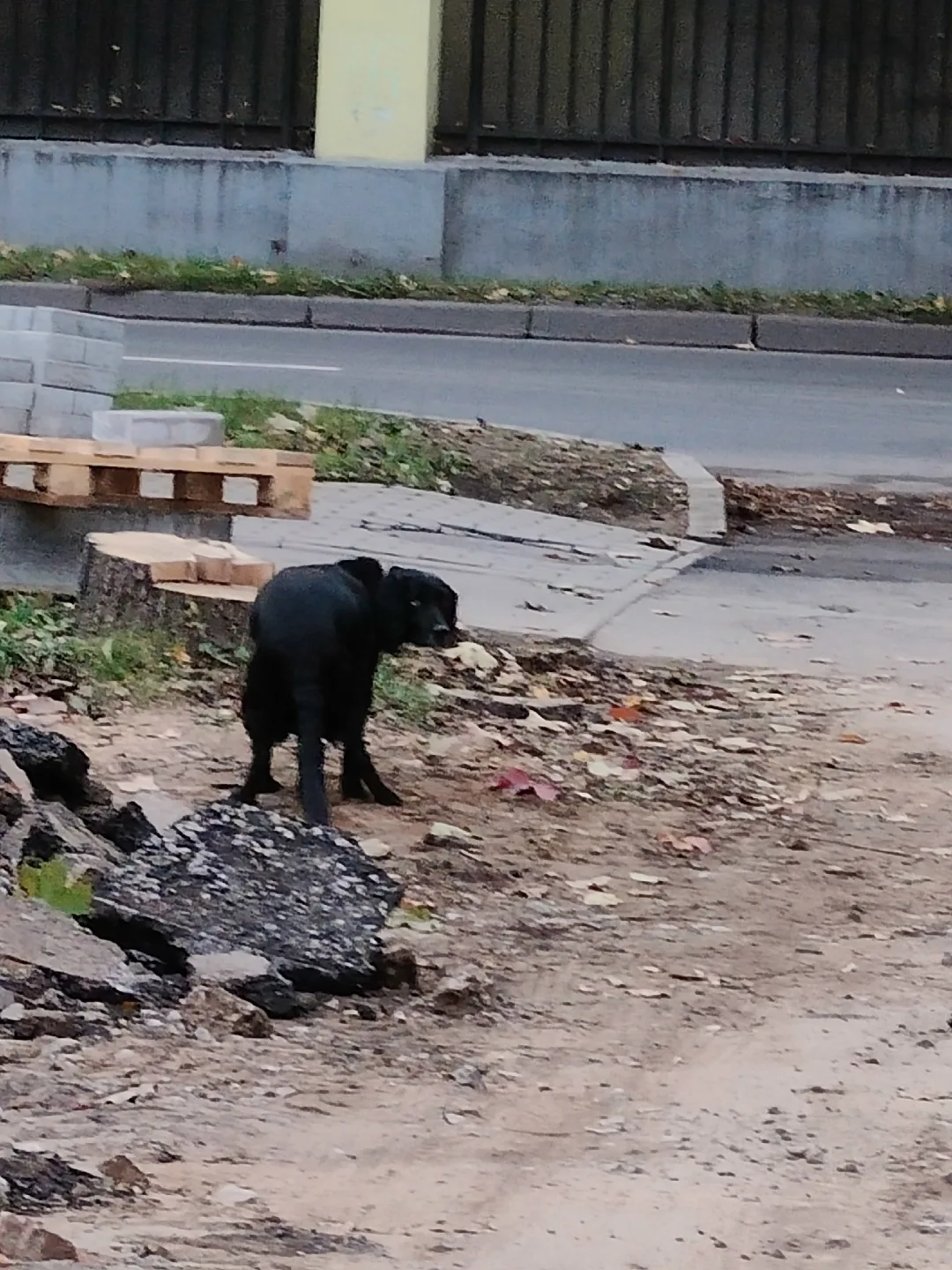 Найдена собака в Гатчине — фото питомца