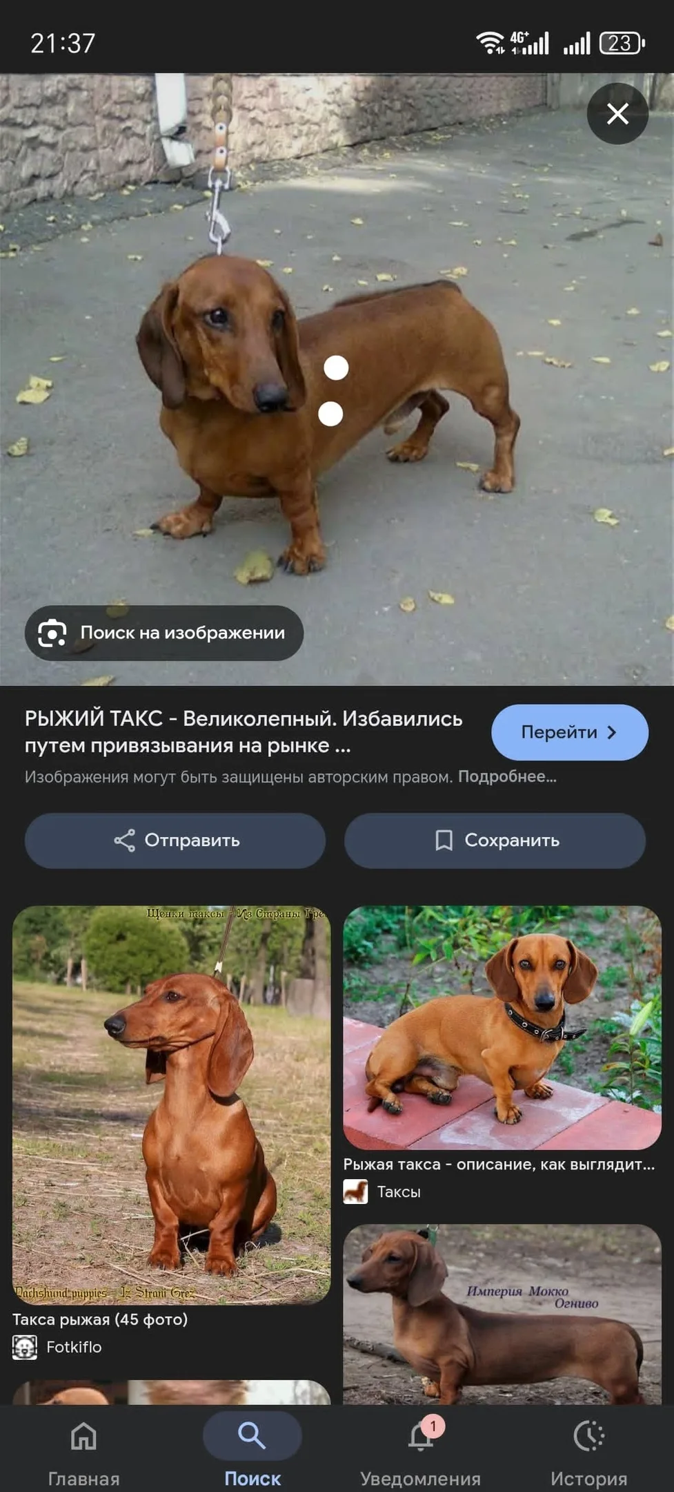 Пропала собака в Майкопе — фото питомца