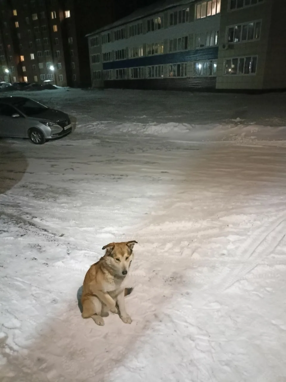 Пропала собака в Бердске — фото питомца
