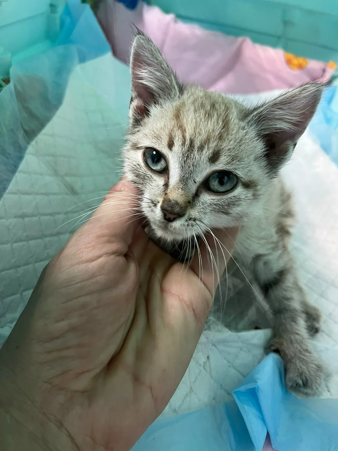 Найдена кошка в Домодедове — фото питомца