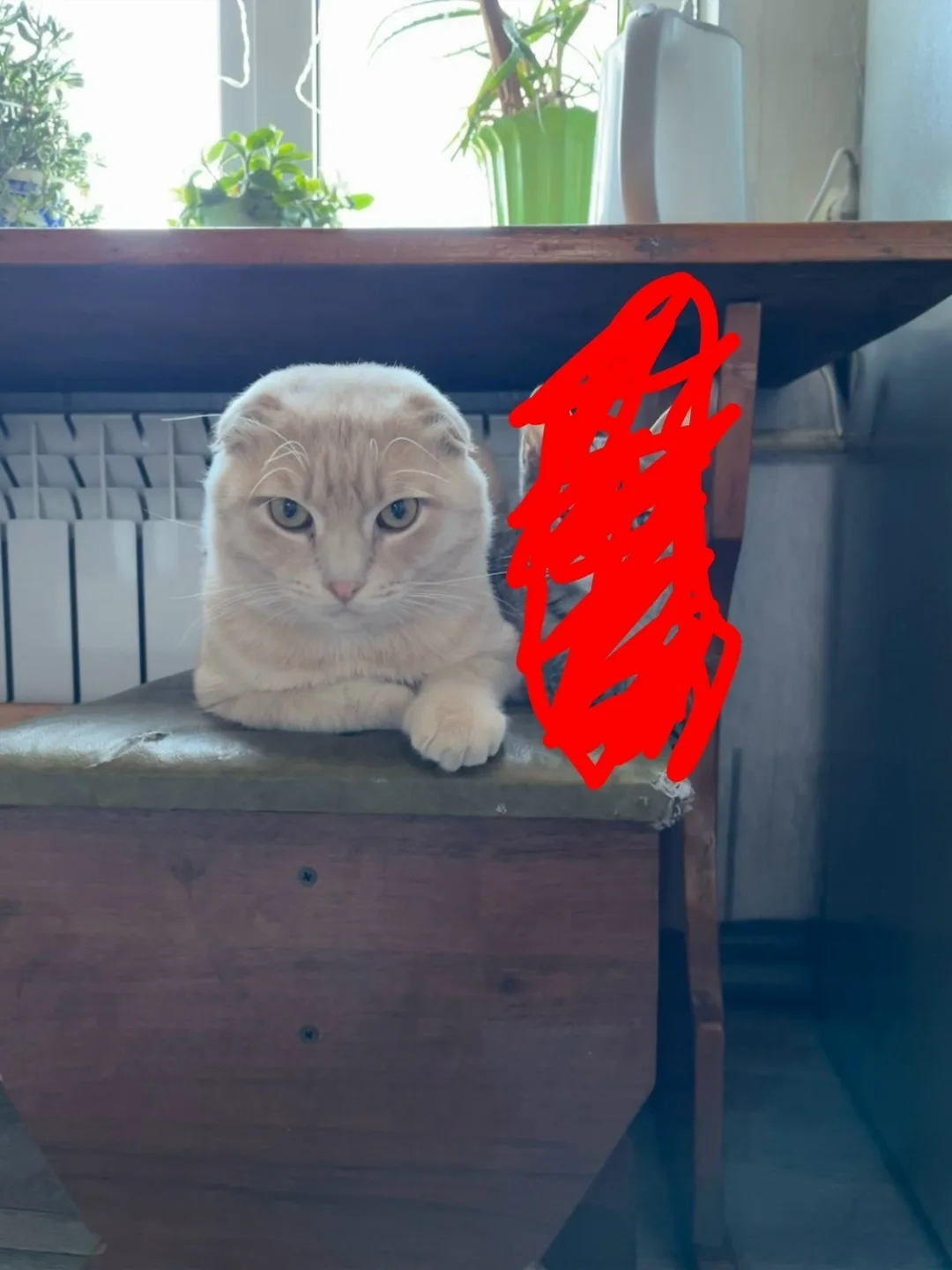 Пропала кошка в Домодедове — фото питомца