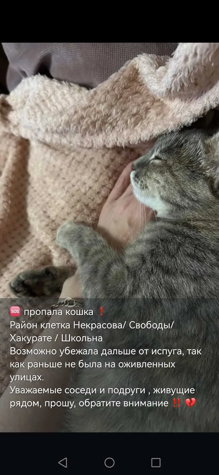 Пропала собака в Майкопе — фото питомца