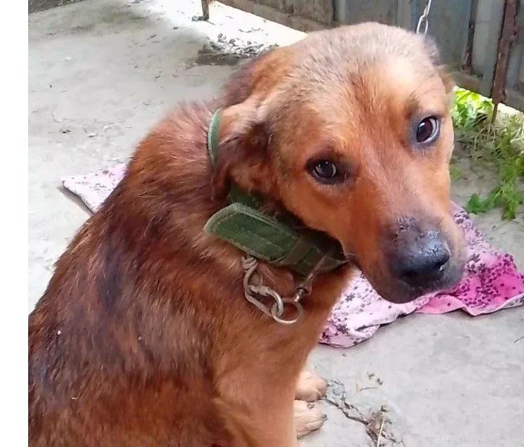 Пропала собака в Майкопе — фото питомца