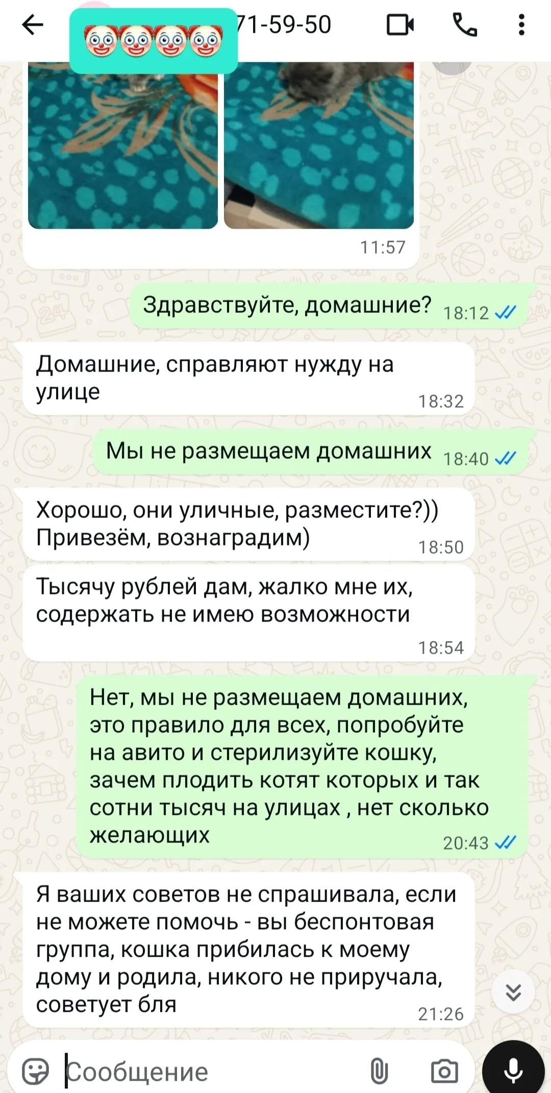 Найдена кошка в Майкопе — фото питомца