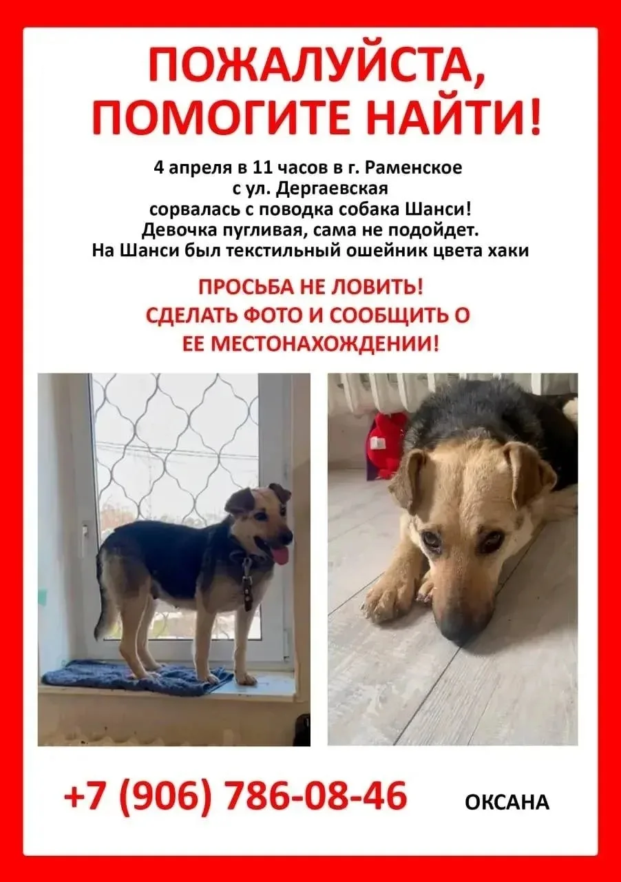 Пропала собака в Раменском — фото питомца