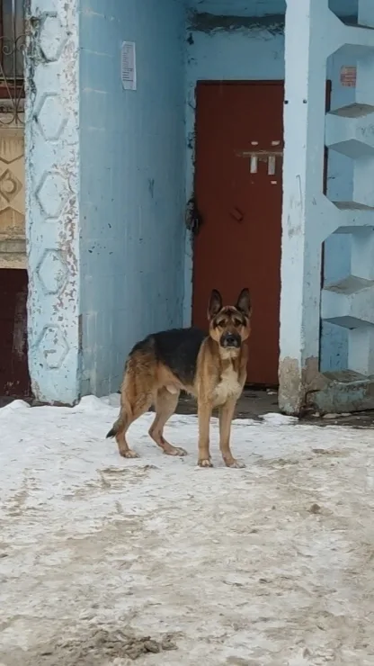 Найдена собака в Раменском — фото питомца