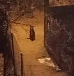 Пропала собака в Раменском — фото питомца