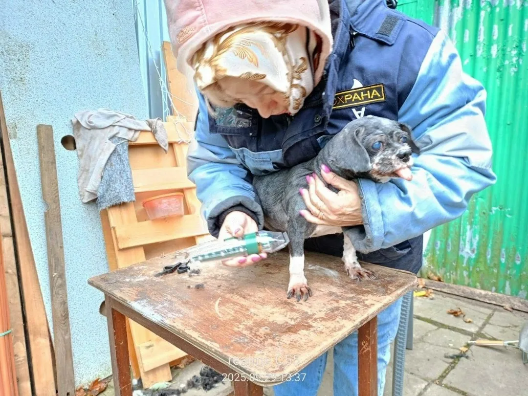 Пропала собака в Ногинске — фото питомца