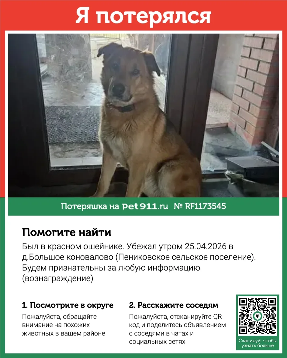 Найдена собака в Балакове — фото питомца