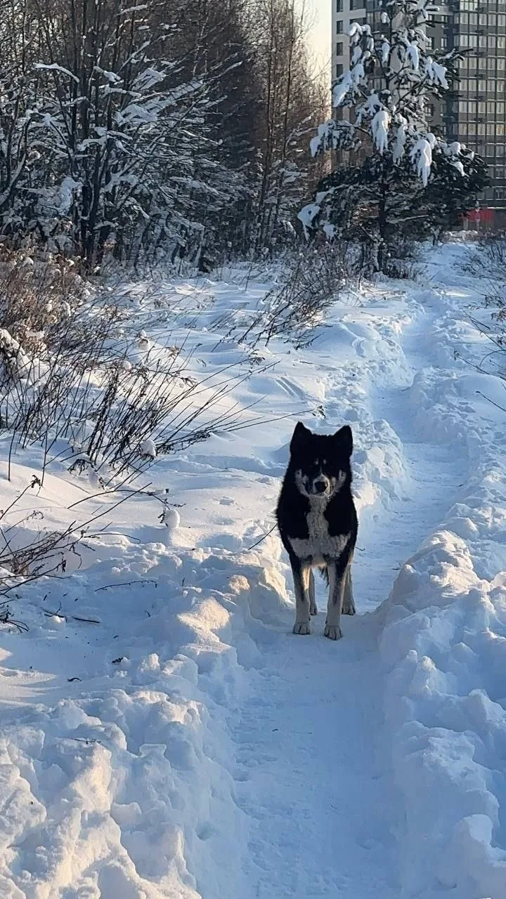 Найдена собака в Раменском — фото питомца