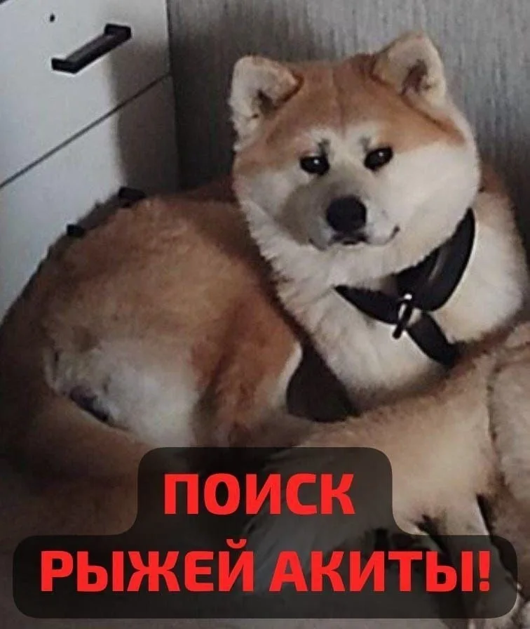 Пропала собака в Раменском — фото питомца