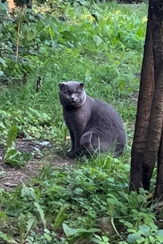 Пропала кошка в Раменском — фото питомца