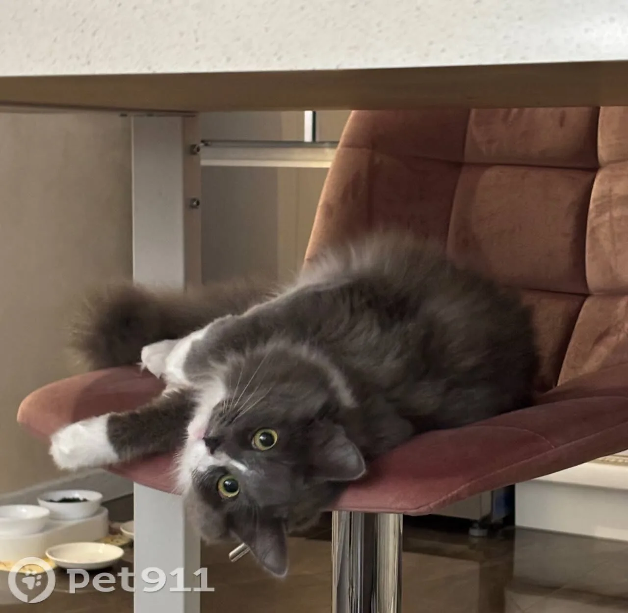 Найдена кошка в Долгопрудном — фото питомца