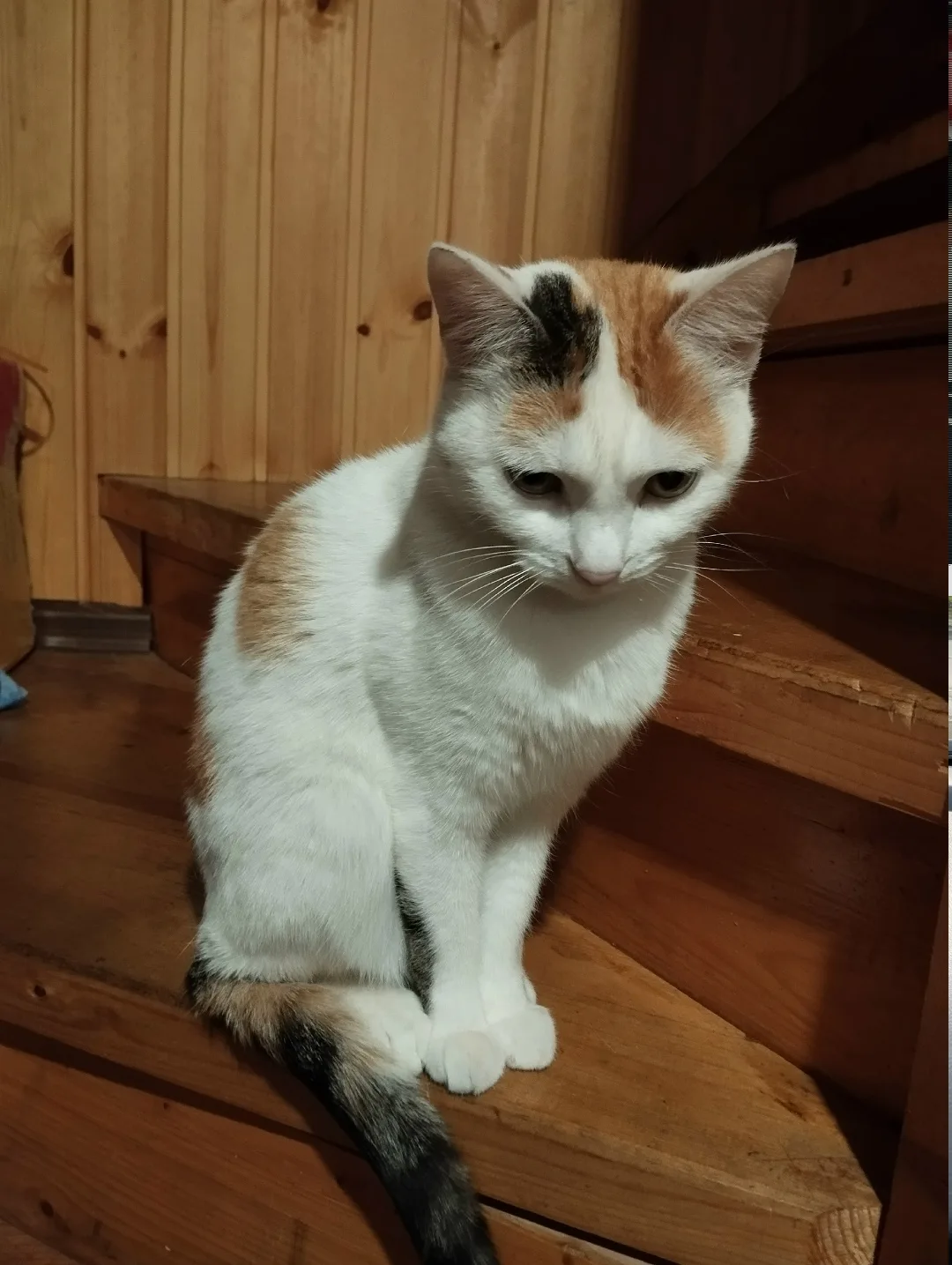 Пропала кошка в Раменском — фото питомца