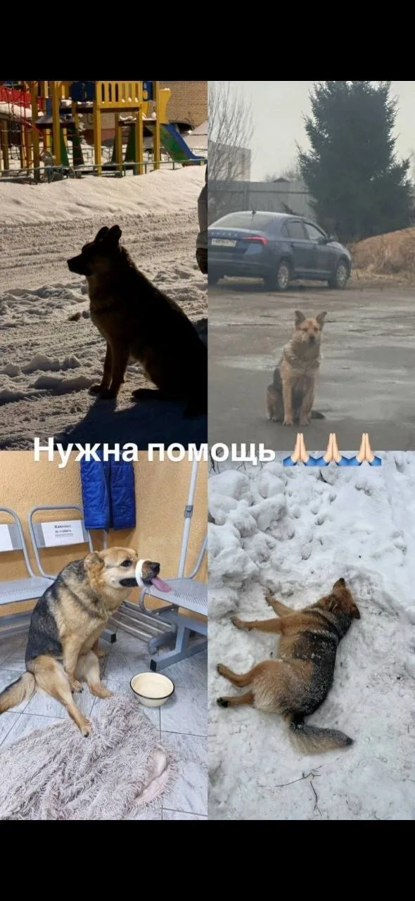 Найдена собака в Ногинске — фото питомца