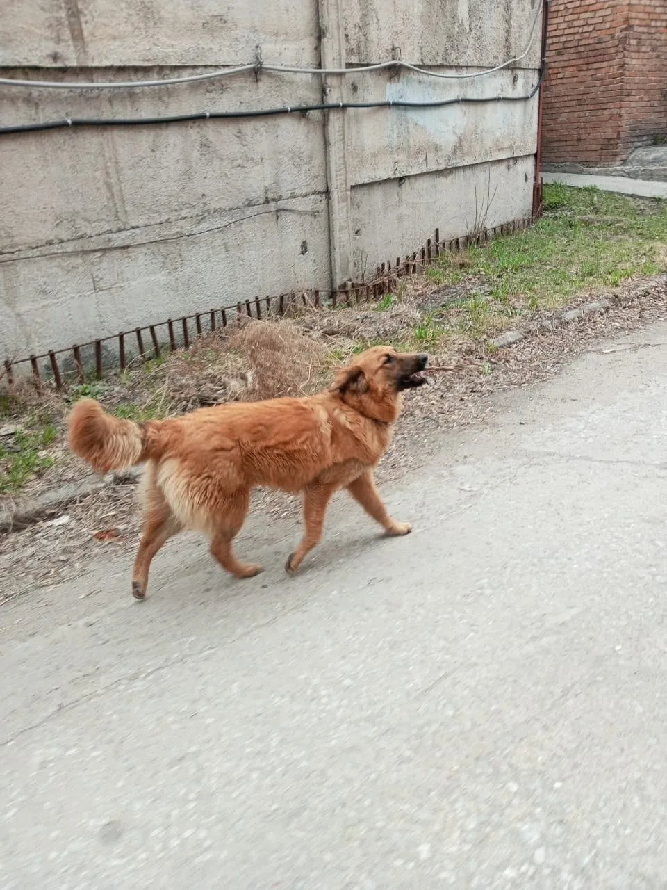 Пропала собака в Бердске — фото питомца