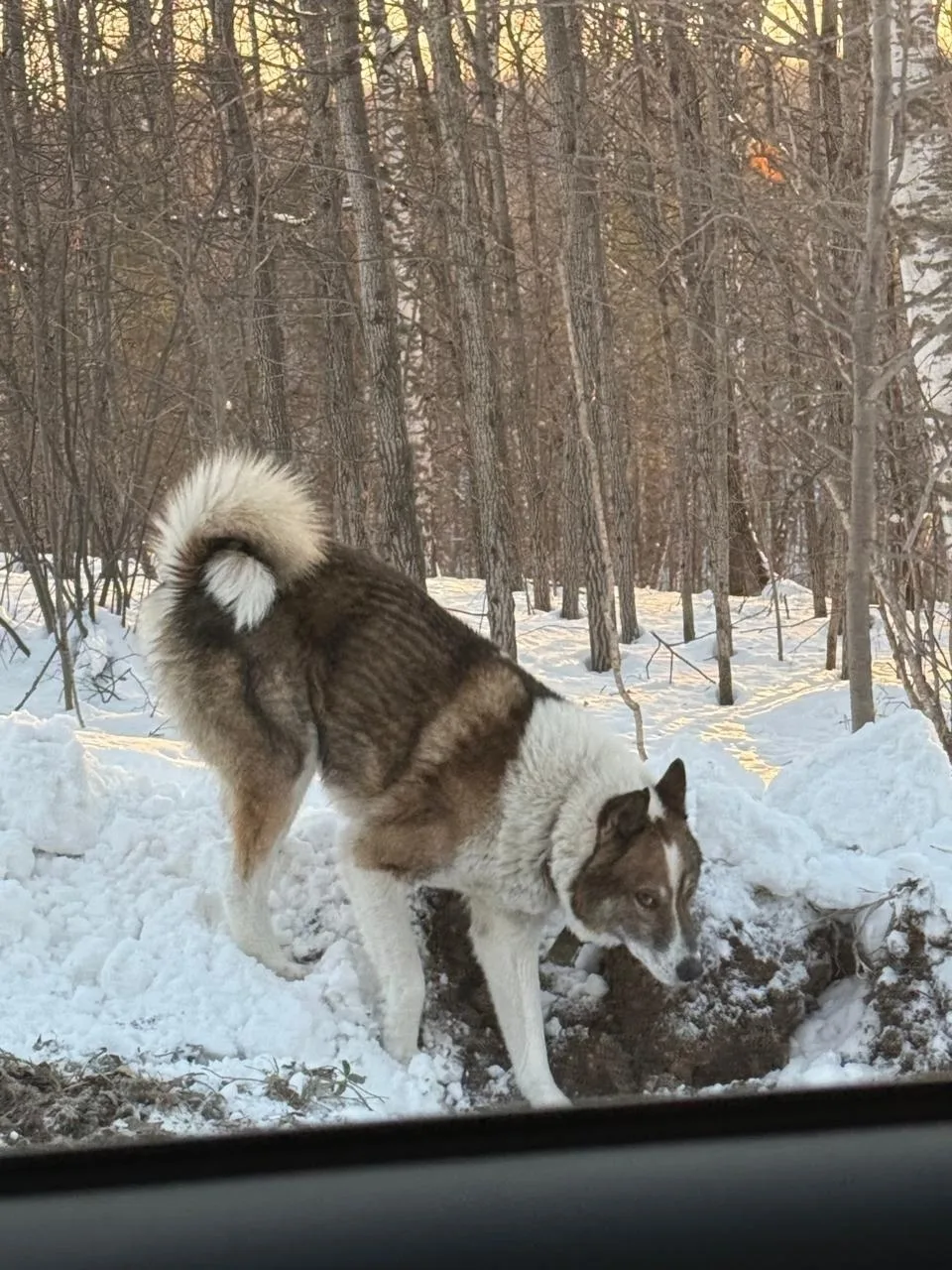 Пропала собака в Бердске — фото питомца