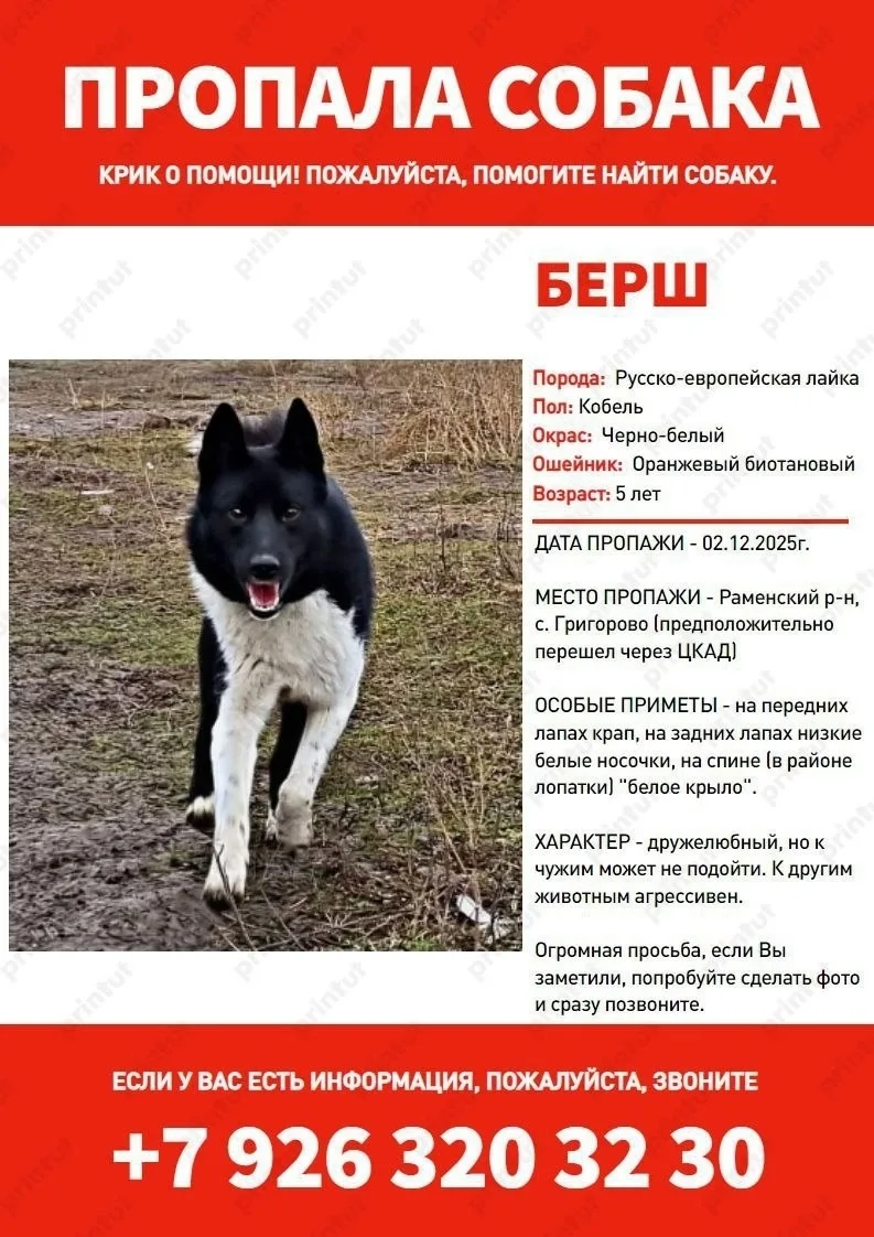 Пропала собака в Раменском — фото питомца