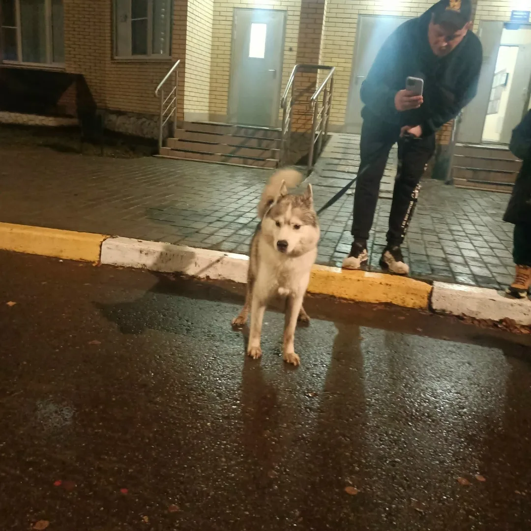 Найдена собака в Раменском — фото питомца