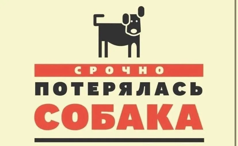 Пропала собака в Ногинске — фото питомца